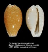 Naria cernica (f) ogasawarensis